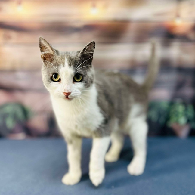 Photo of Lilly   Located In Brunswick East