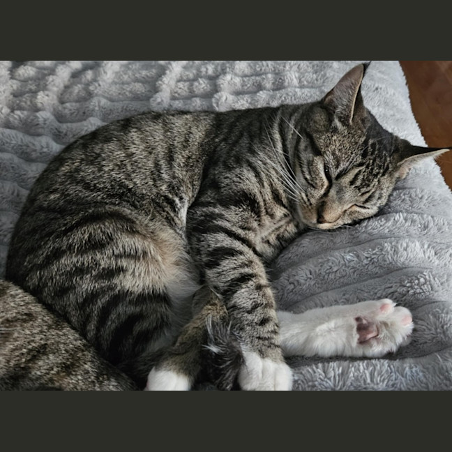 Photo of Tabitha *9 Lives Project Rescue*