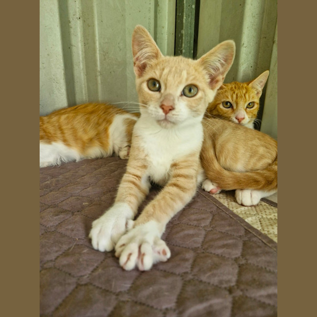 Photo of Pua