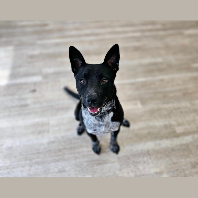Photo of Dex