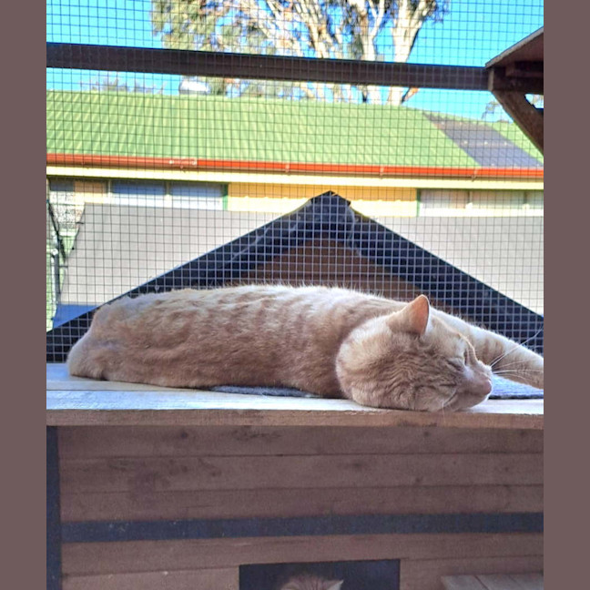 Photo of Archie