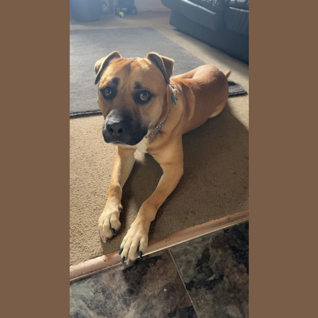 Photo of Boomer