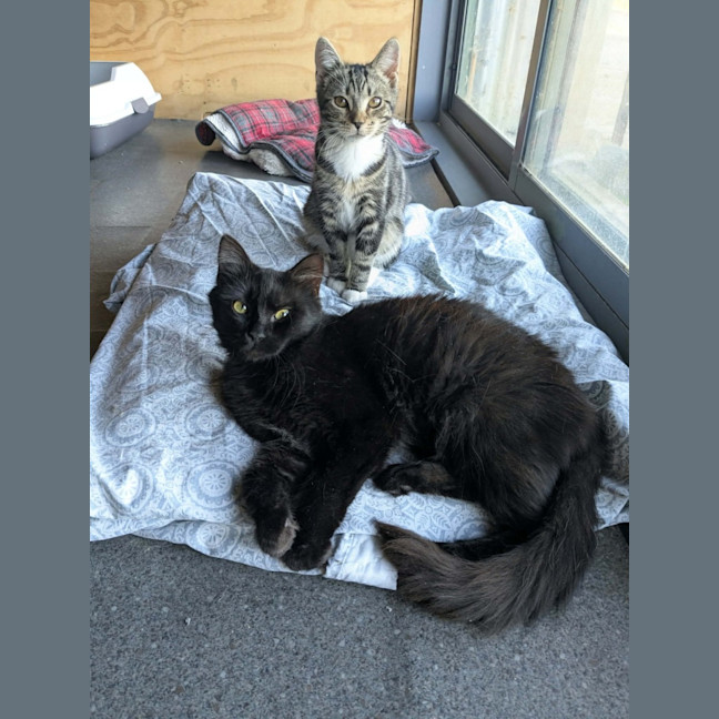 Photo of Percy *9 Lives Project Rescue*