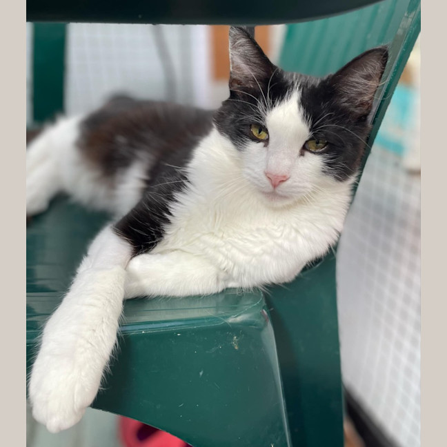 Photo of Lee**2nd Chance Cat Rescue