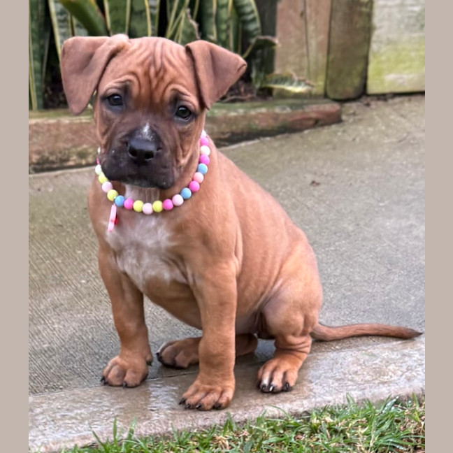 Photo of Sky   9 Week Old American Staffy