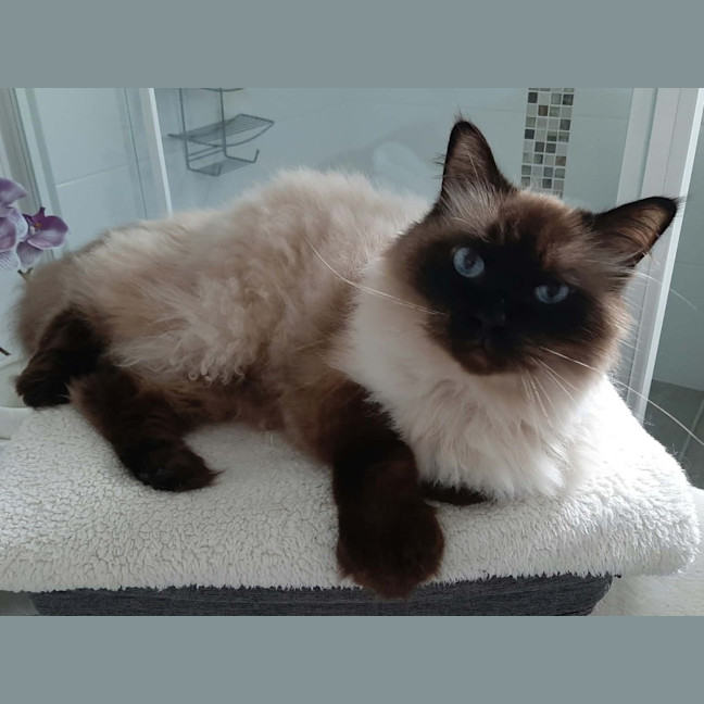 Photo of Oliver