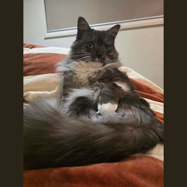 Photo of Cornelius