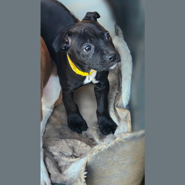Photo of Junebug