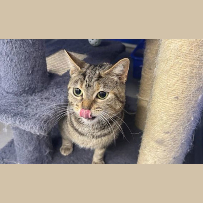 Photo of Akira