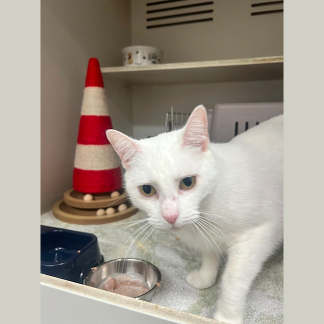 Photo of Snowy
