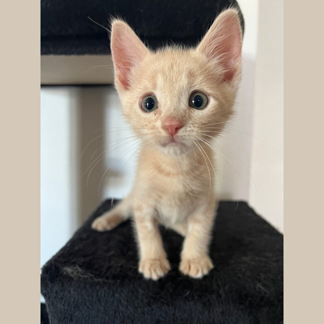 Photo of Baked Bean