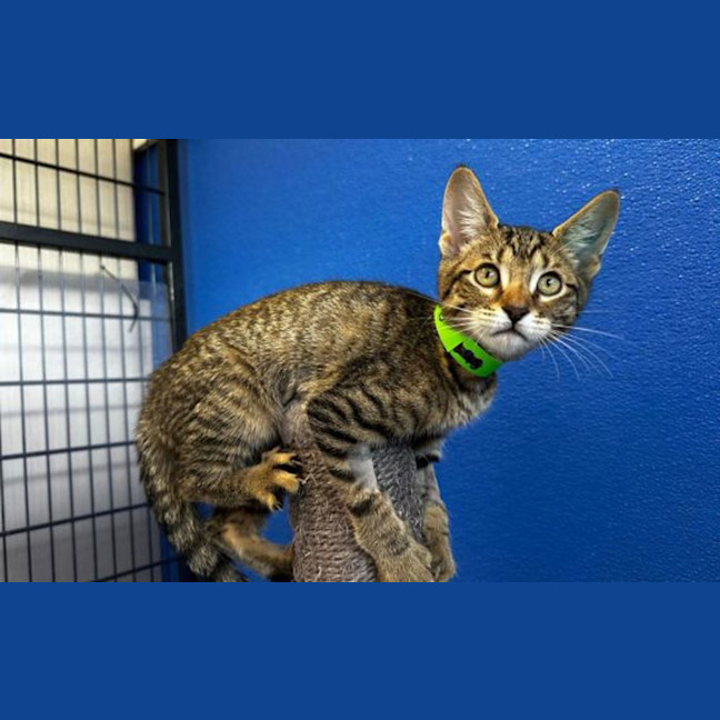 Photo of Calypso