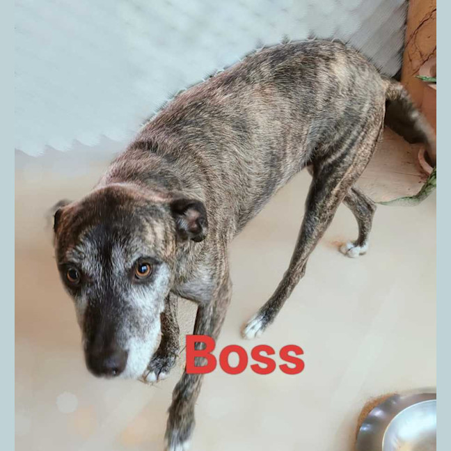 Photo of Boss 