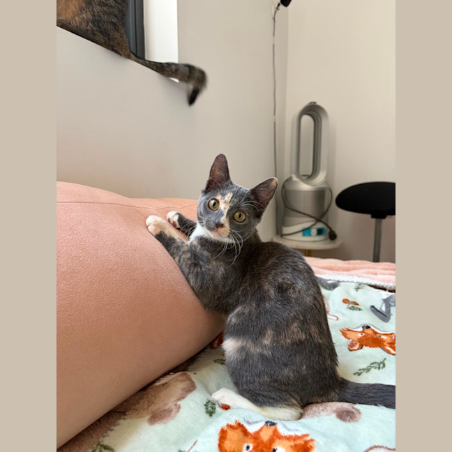 Photo of Petal