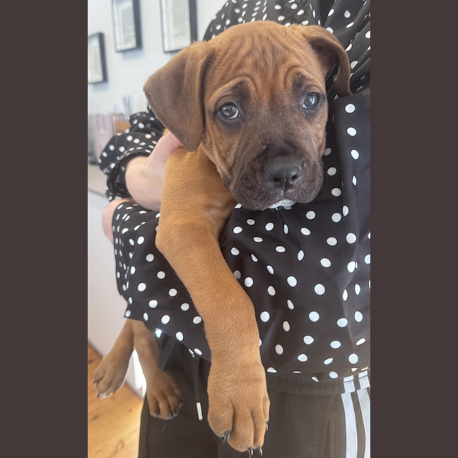 Photo of Stormy   9 Week Old American Staffy