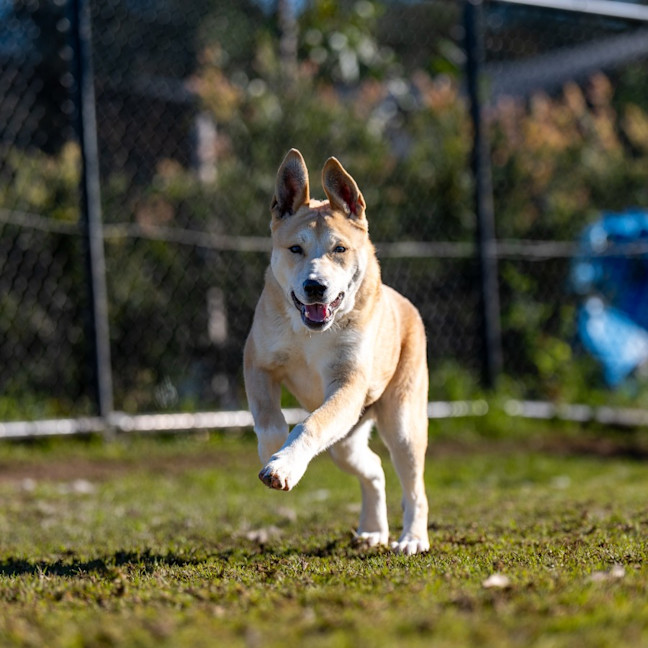 Photo of Spud Imp 1266