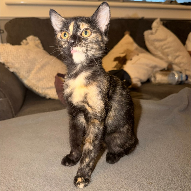 Photo of Figgi