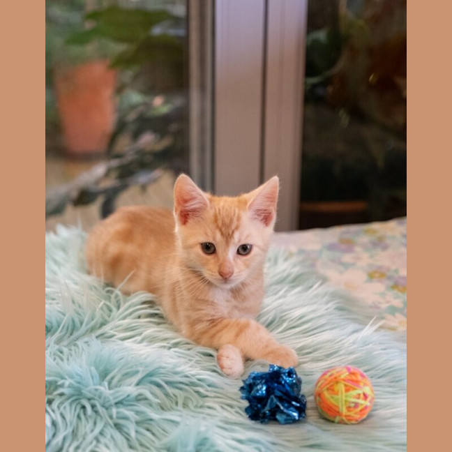 Photo of Miso