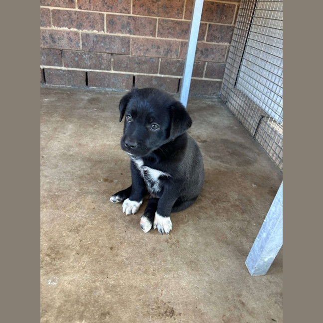 Photo of The Hawaiian Boys!