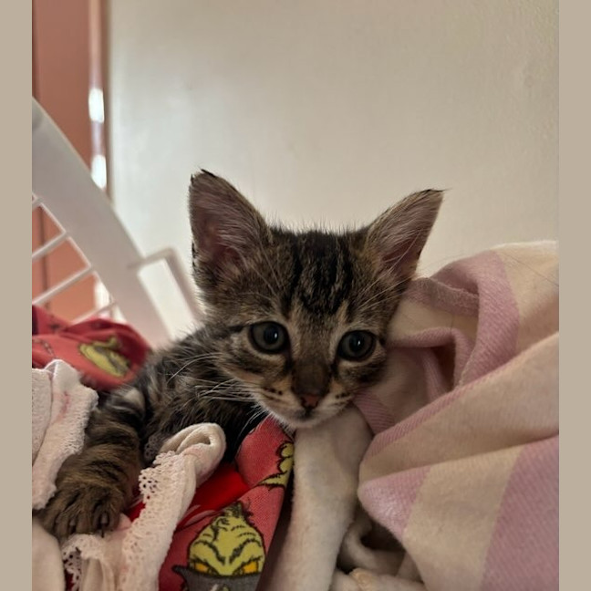Photo of Freddy