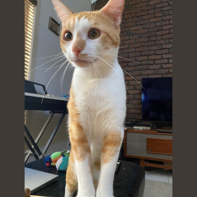 Photo of Ziggy