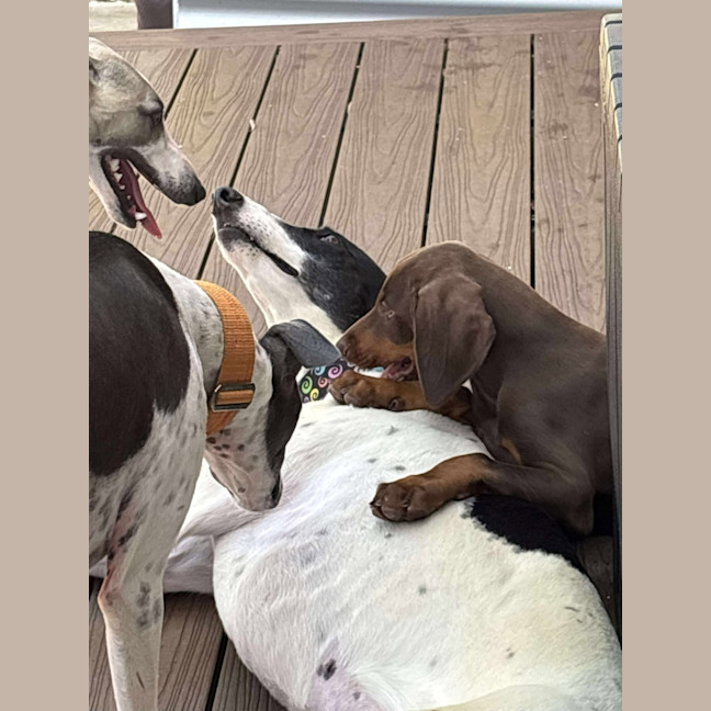 Photo of Perdita, The Greyhound