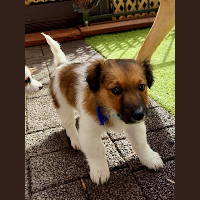 Photo of Finn   3 Month Old Fox Terrier X