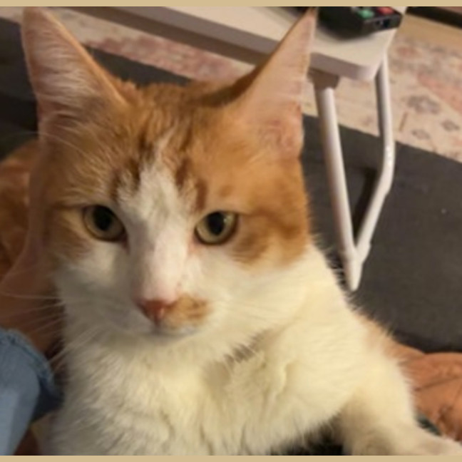 Photo of Pumpkin