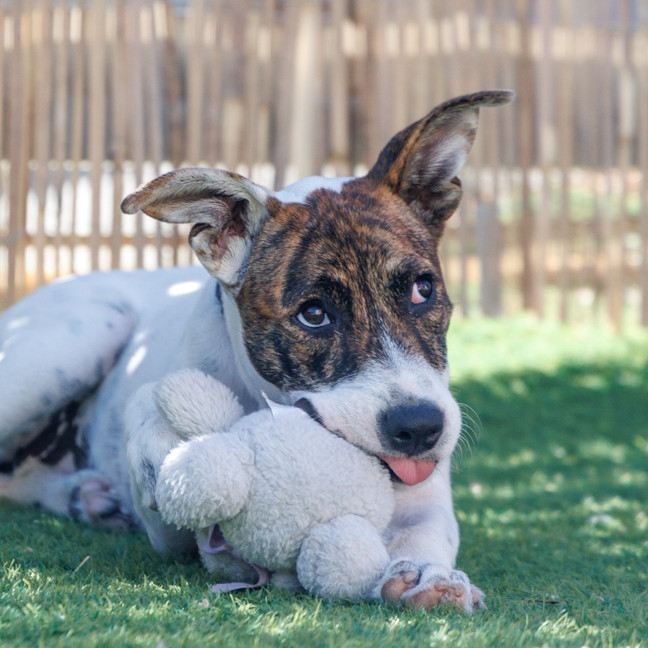 Photo of Missy