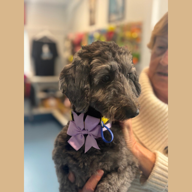 Photo of Nora   14 Month Old Dachshund X Poodle