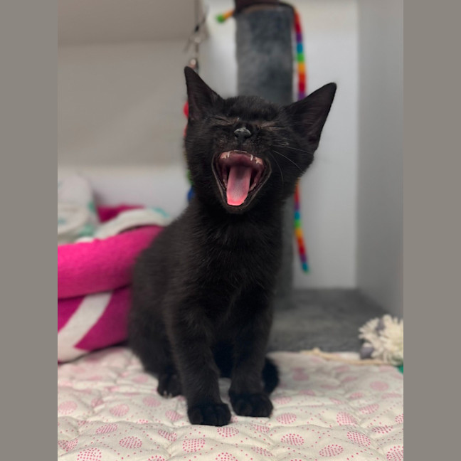 Photo of Frankie