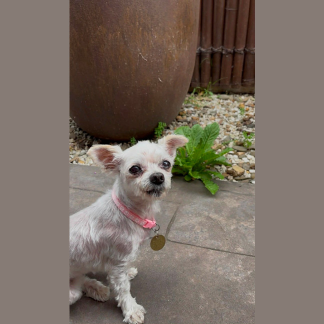 Photo of Fran Drescher