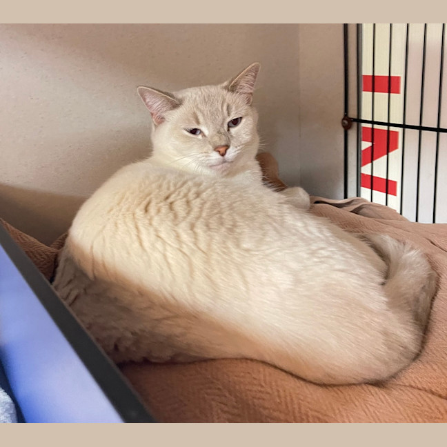 Photo of Prissy