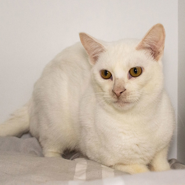 Photo of Marshmallow