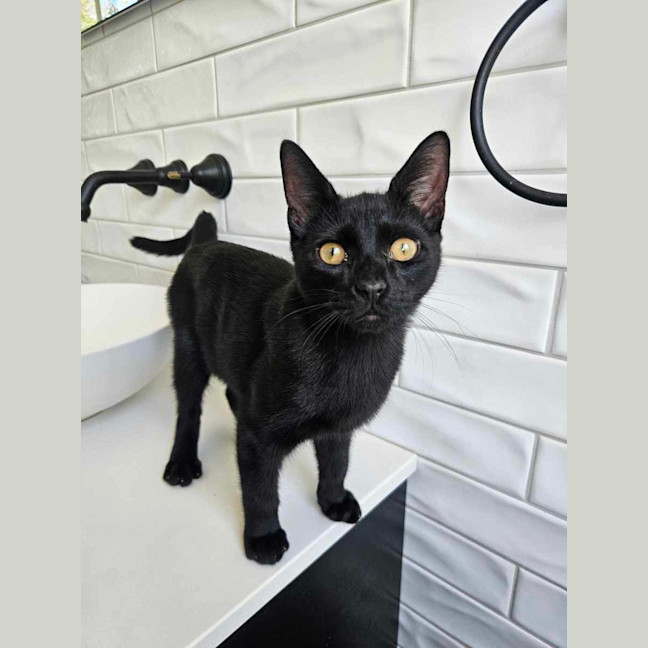 Photo of Sirius ❤️