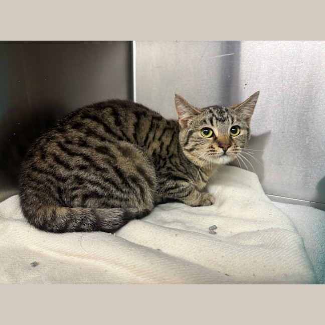 Photo of Miss Molly (Aka Pogo)