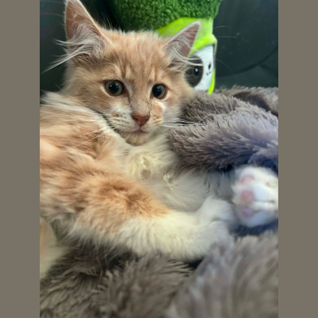 Photo of Bowie