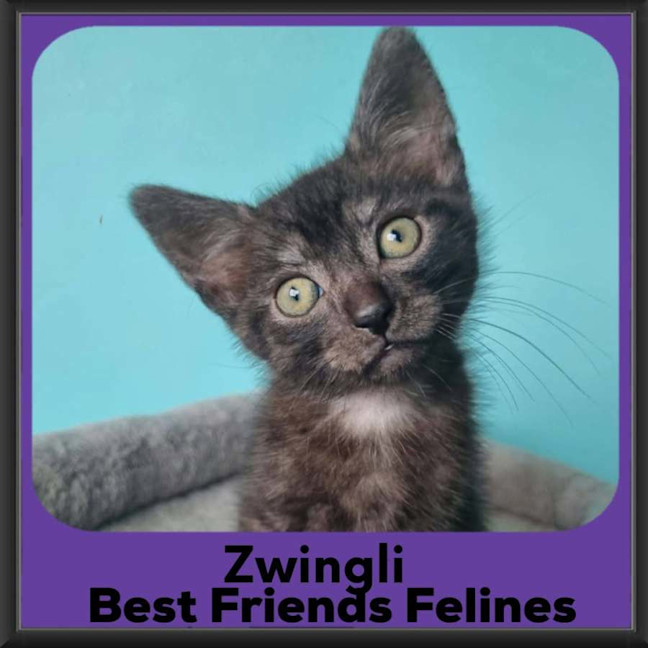 Photo of Zwingli 