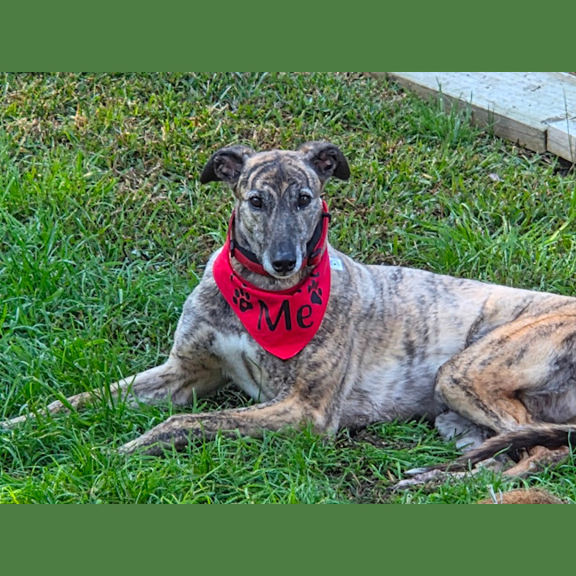 Photo of Skye