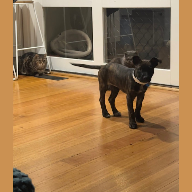 Photo of Lola