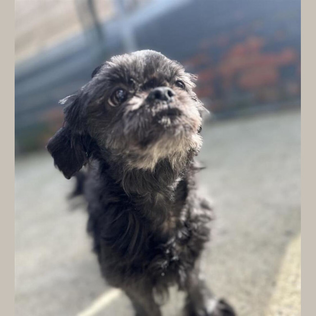Photo of Bonnie (Bonded To Biggie)