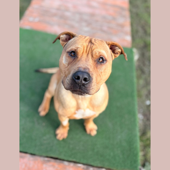 Photo of Tyson