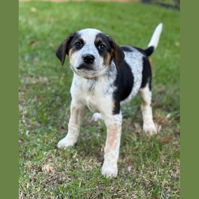 Photo of Curly Wurly 