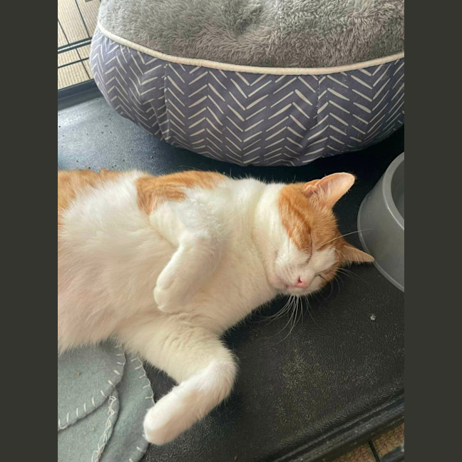 Photo of Apricot