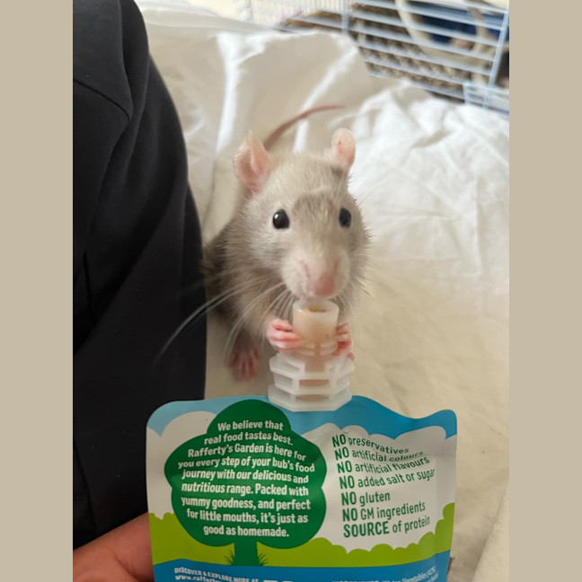 Photo of Sprig / Clover