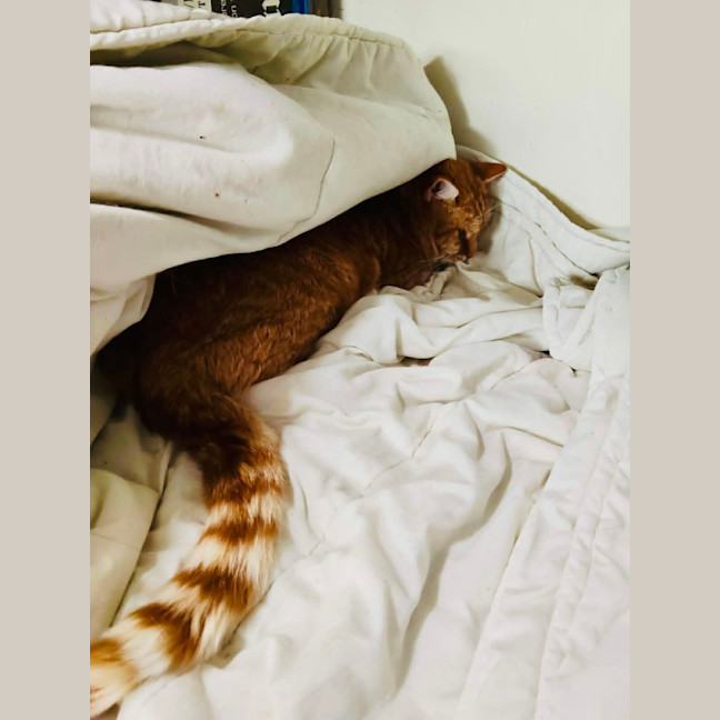 Photo of Gingy