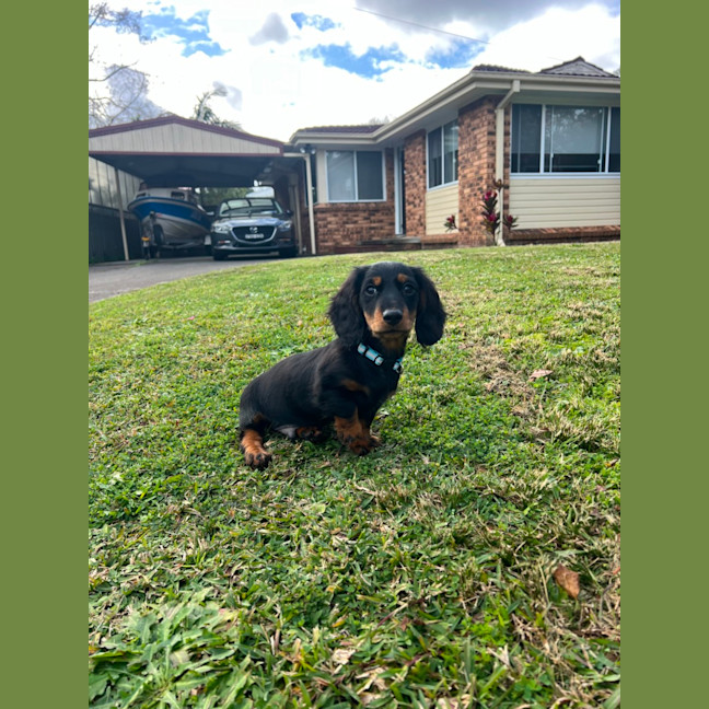 Photo of Arlo   12 Week Old Miniature Dachshund