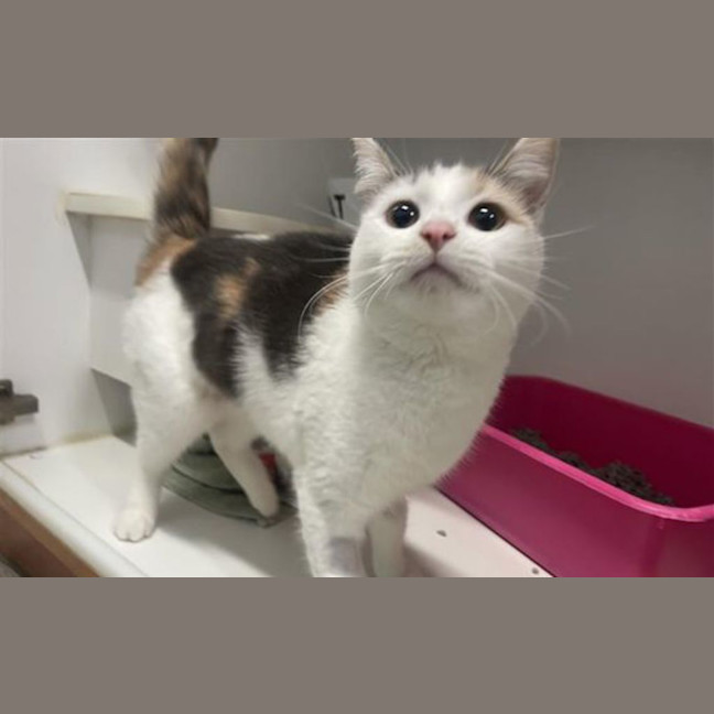 Photo of Mabel