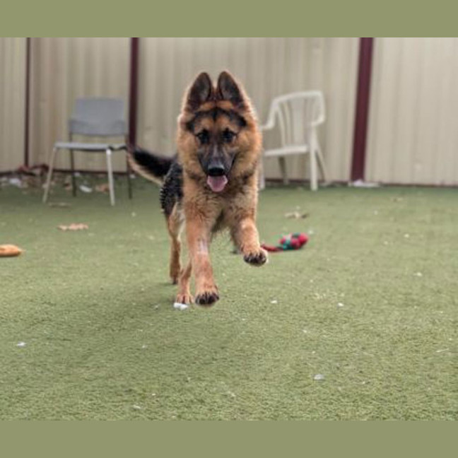 Photo of Atlas