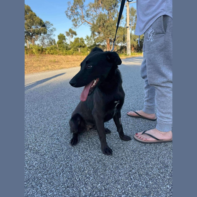 Photo of Bailey